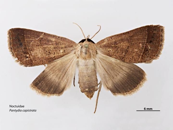 File:Pantydia capistrata dorsal.jpg