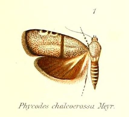 File:Pl.1-01-Phycodes chalcocrossa Meyrick, 1909.jpg