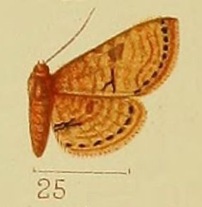 File:Pl.41-fig.25-Kalenga discata (Warren, 1905) (syn.R.discata).JPG