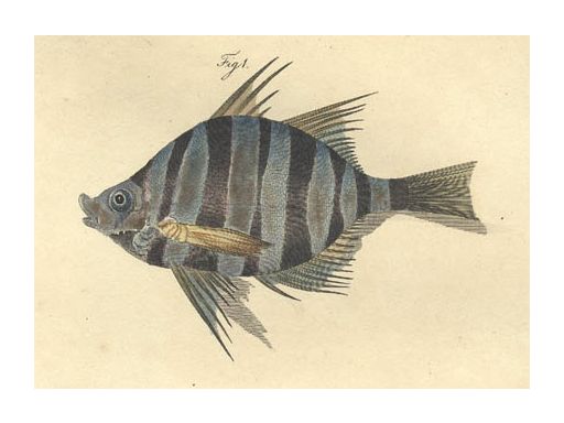 File:Pungent chaetodon John White (detail).jpg