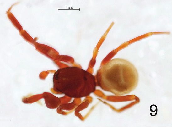 File:Steriphopus macleayi male.jpg