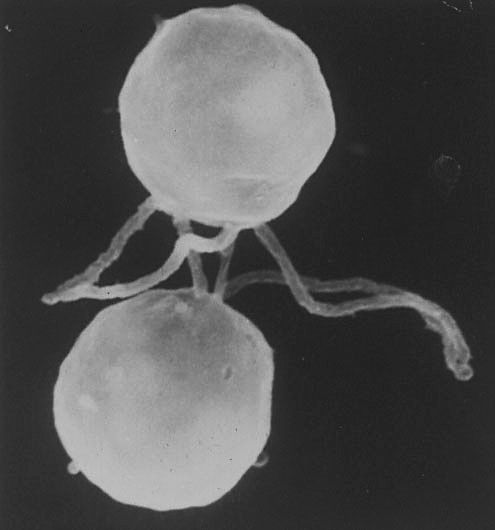 File:Two cells.jpg