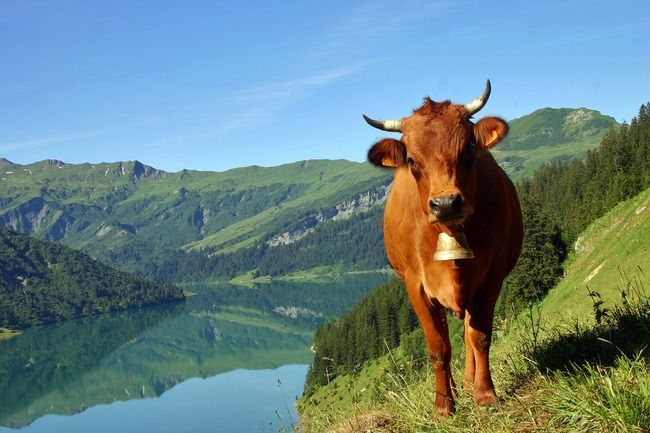 File:Vache-tarentaise-et-le-lac-de-roseland-ferme--6614e1T650.jpg