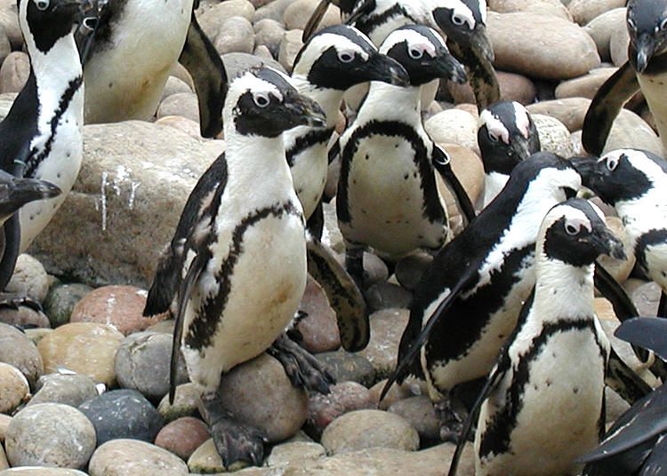 File:African.penguin.bristol.2.750pix.jpg