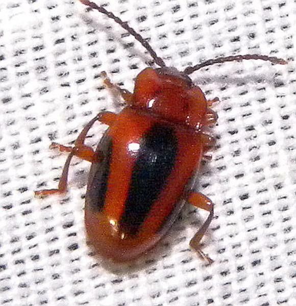 File:Aphorista vittata 257314994.jpg