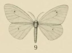 File:Aurevilius, 1910. Pl.2-09-Amnemopsyche simplex=Pseudosoloe thalassina (Warren, 1909).JPG