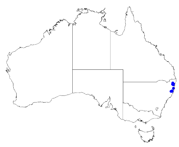 File:Boronia chartacea DistMap21.png