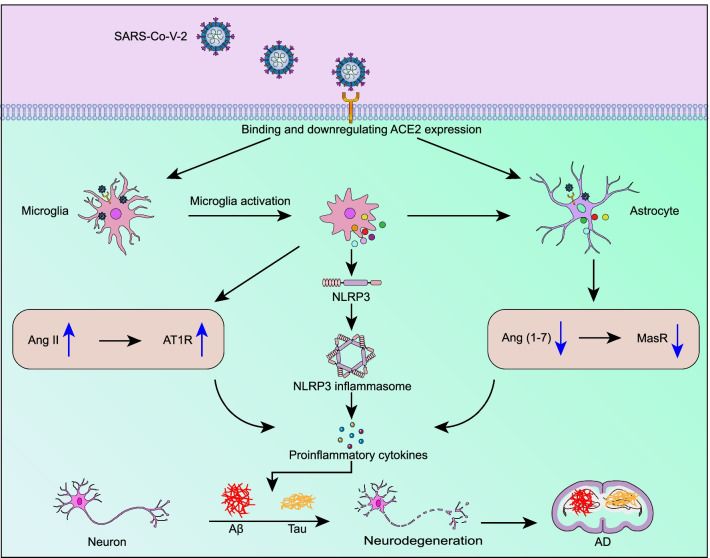 File:COVID-19 ACE2 and NLRP3 Interaction.jpg