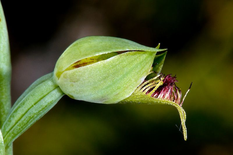 File:Calochilus-herbaceus-05c.800x800-ms-u0c0i1s1q90f1.jpg