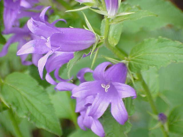 File:Campanula latifolia1.jpg