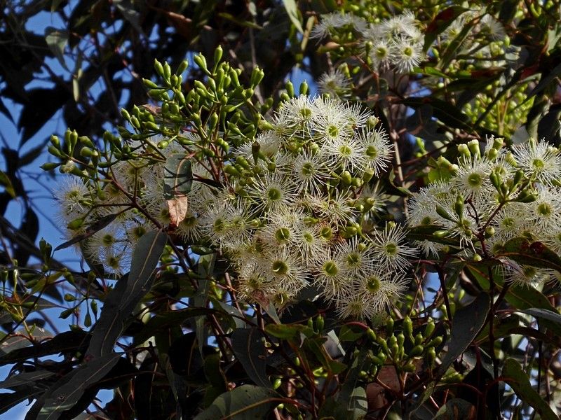 File:Corymbia gummifera buds.jpg