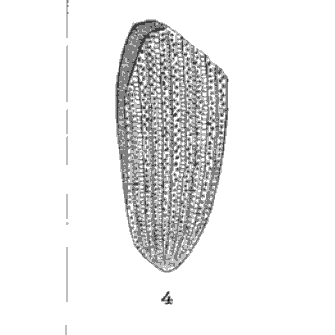 File:Cryptocephalites punctatus Scudder 1895 pl2 fig4.png