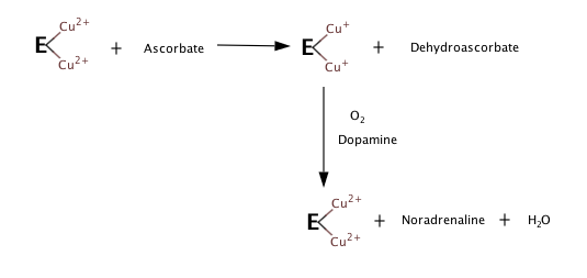 File:DBH mechanism.png