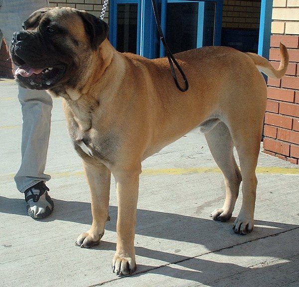 File:Dog Bullmastiff 600.jpg