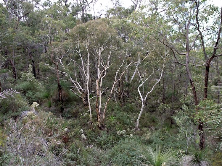 File:Eucalyptus laeliae habit.jpg