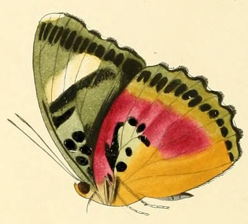 File:Euphaedra xypete.JPG