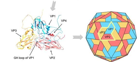 File:FMDV icosahedral capsid.jpg