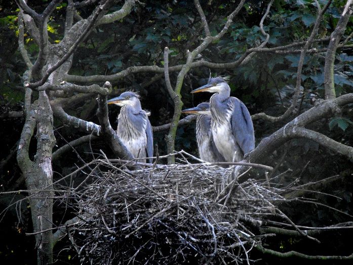 File:Grey Heron Nest (5598231235).jpg