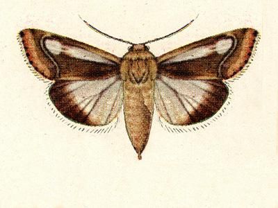 File:Heliothis lucilinea.JPG