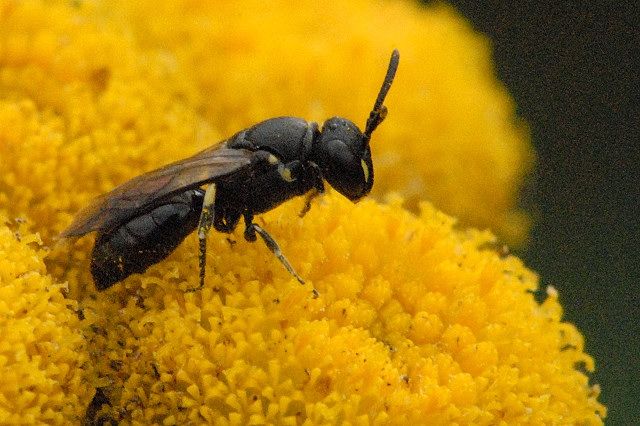 File:Hylaeus.confusus.-.lindsey.jpg