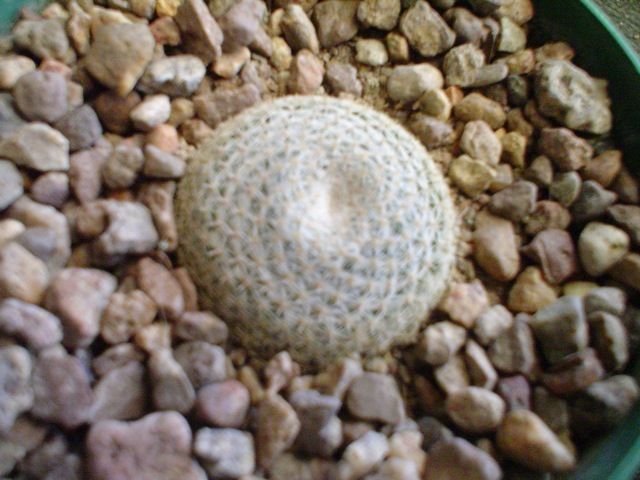 File:Mammillaria formosa spp. microthele (155085883).jpg