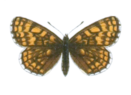 File:Melitaea centralasiae - Seitz.png