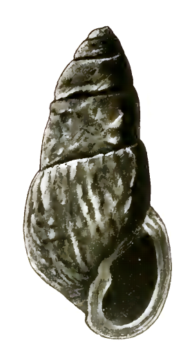 File:Odostomia krausei 001.png