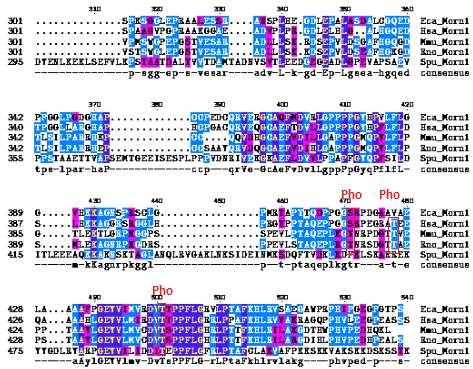 File:Orthologs MSA2.PNG