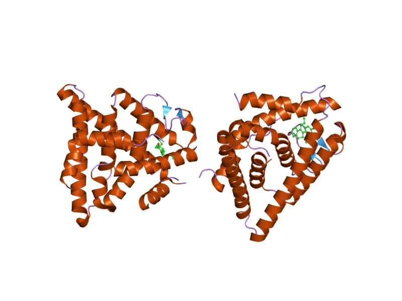 File:PDB 1l2j EBI.jpg