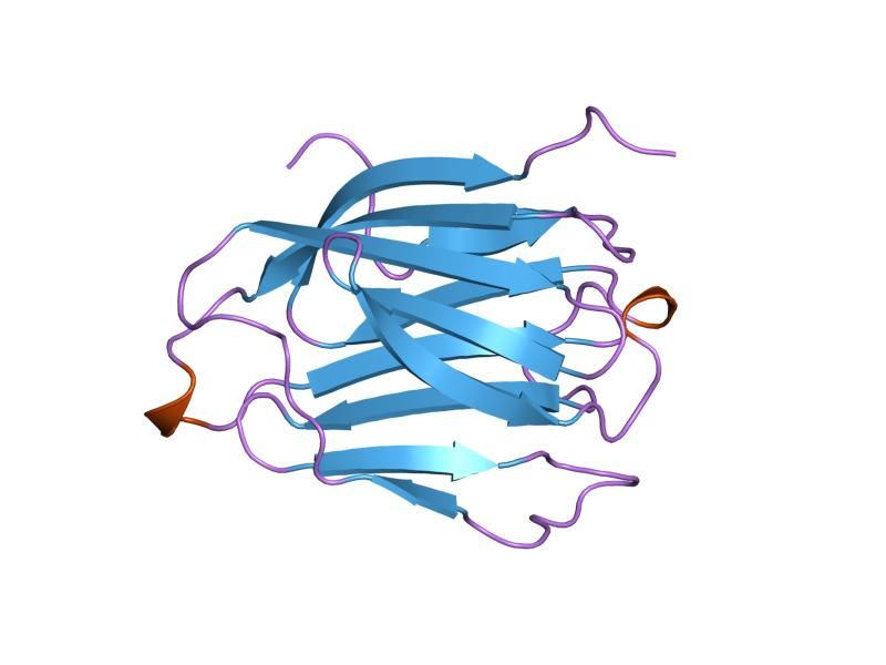 File:PDB 1lcl EBI.jpg