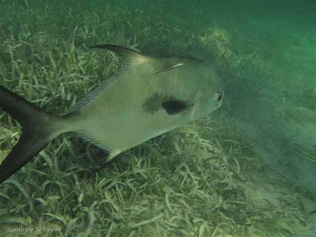 File:Permit seagrass.jpg