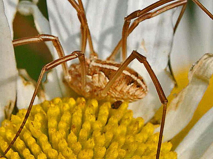 File:Phalangiidae - Metaphalangium cirtanum.JPG