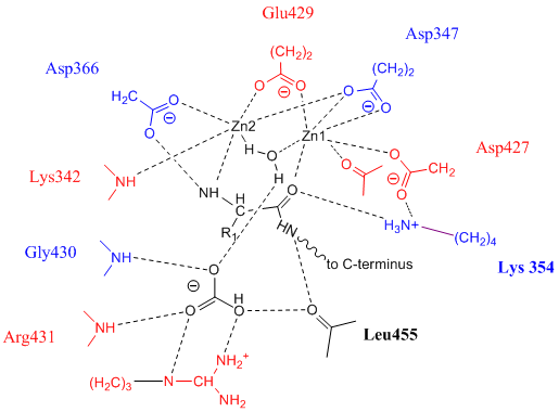 File:Proposed LAP-A active site.png