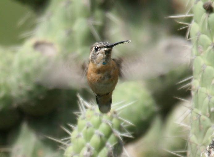 File:Purple-collared Woodstar (Myrtis fanny).jpg