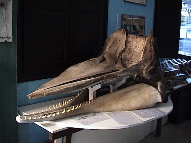 File:Skull of Physeter macrocephalus.jpg