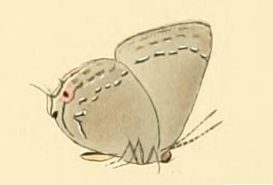 File:Strephonota tephraeus.JPG