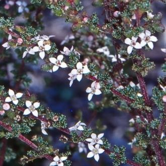 File:Zieria adenophora foliage and flowers.jpg