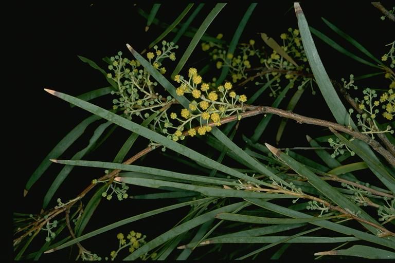 File:Acacia argyrodendron.jpg