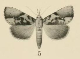 File:Aurevilius, 1910. Pl.2-05-Meliaba insignis (Aurivillius 1910).JPG