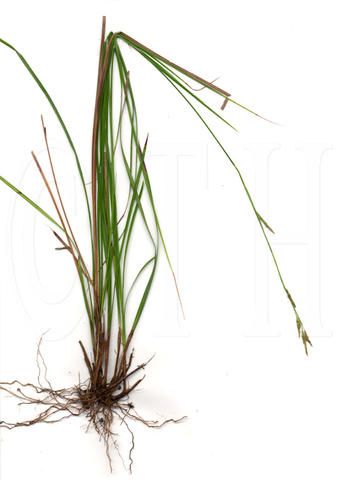 File:Carex chichijimensis.jpg