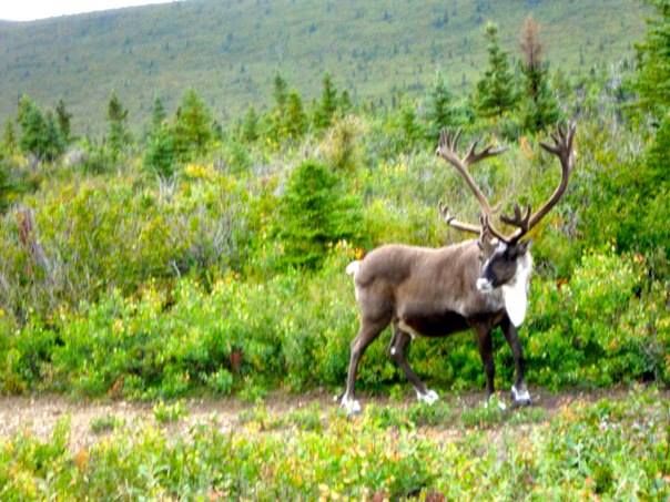 File:Caribou Fort Greely.jpg