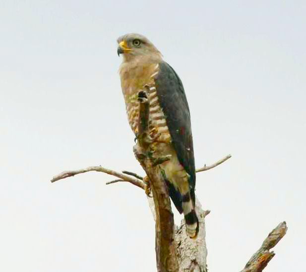 File:Circaetus fasciolatus, Chiboma, Sofala, Birding Weto, a.jpg