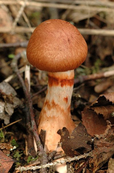 File:Cortinarius.allutus.-.lindsey.jpg