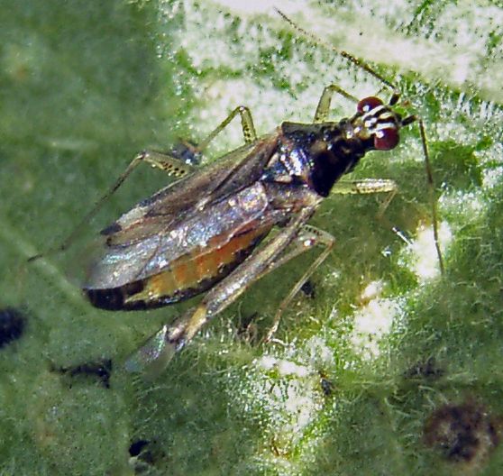 File:Dicyphus pallicornis.jpg