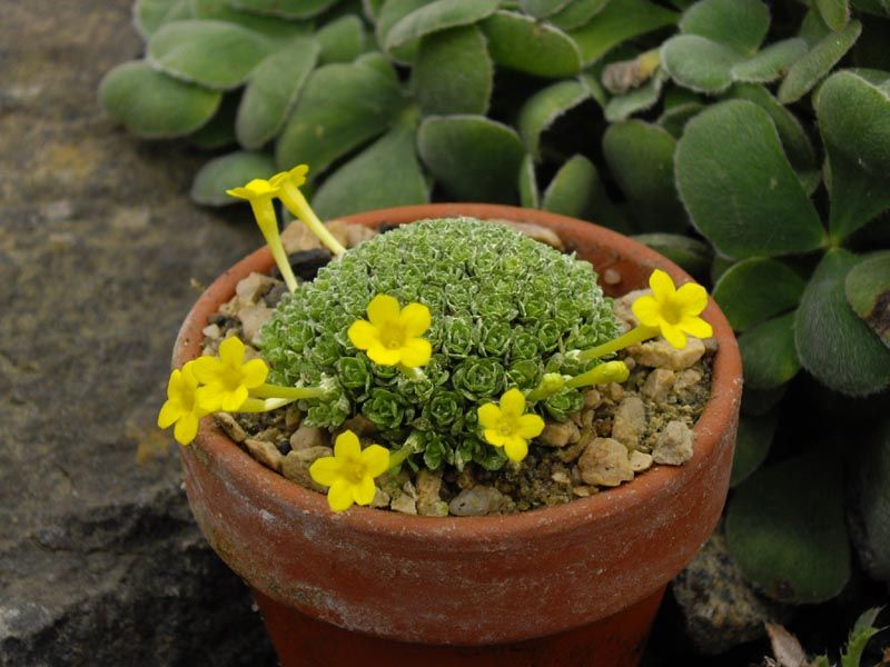 File:Dionysia tapetodes 3.JPG