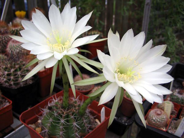 File:Echinopsis boyuibensis1PCJO.jpg