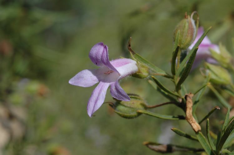 File:Eremophila goodwinii.jpg