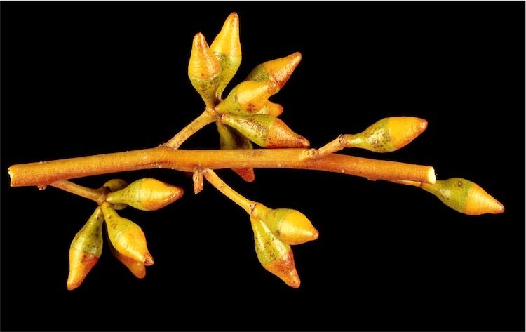 File:Eucalyptus fruticosa buds.jpg