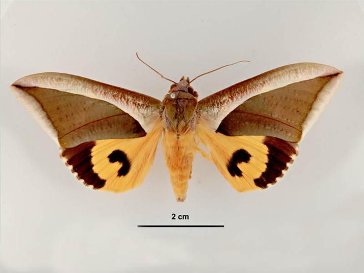 File:Eudocima salaminia male dorsal.jpg