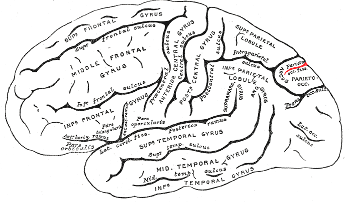 File:Gray726 parieto-occipital sulcus.png